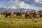 Fototapeta  - Herd of elephants in the african savannah