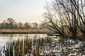 Wall Mural - Broken down reed stalks along a creek in the winter