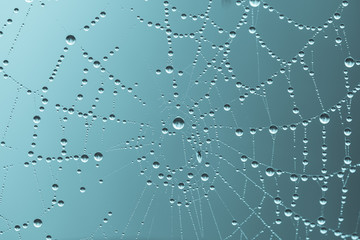 spider web background