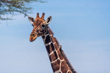 Wall Mural - Giraffe head in a park in Serengetti, Kenya