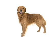 Dark Male Golden Retriever Dog Standing Looking At The Camera Isolated On A White Background