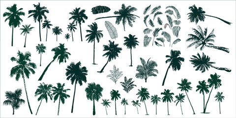 tropical palm trees
