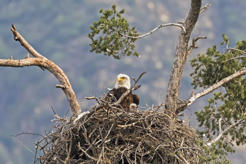 Eagle and chick at Los Angeles nest