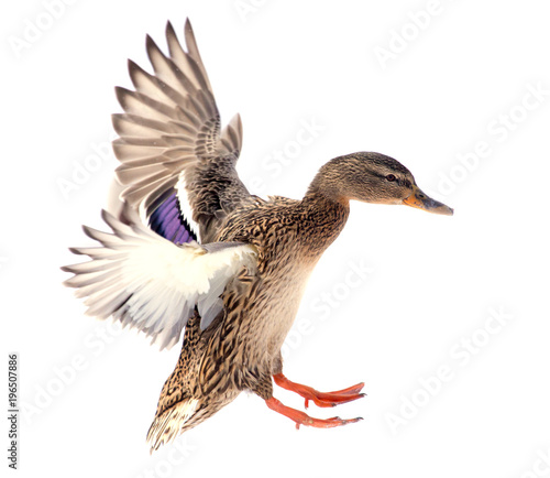 Duck in flight on a white background Poster Mural XXL