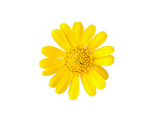 Beautiful Yellow Daisy Flower Isolated On White Background