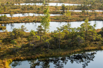 Wall Mural - Great Kemeri bog (Lielais Kemeru tirelis) in sunny autumn day, Latvia