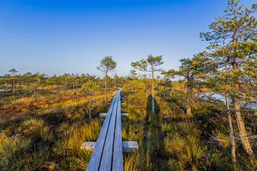 Wall Mural - Great Kemeri bog (Lielais Kemeru tirelis) in sunny autumn day, Latvia