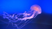 CLOSE UP: Stunning Translucent Jellyfish Swimming Around In A Blue Water Tank