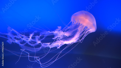 CLOSE UP: Stunning translucent jellyfish swimming around in a blue water tank Tableau sur Toile