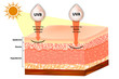 UVB and UVA explained.  Filtering of rays Sun Protection. Penetration into the human skin.
