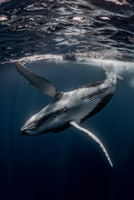 Humpback Whale (Megaptera Novaeangliae) In The Waters Of Tonga