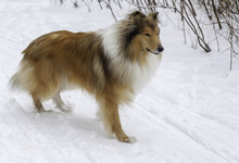 Rough Collie Dog Winter