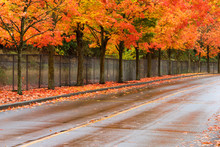 Trees In Fall Color Next To Road