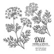 dill plant vector set