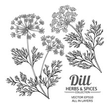 Dill Plant Vector Set