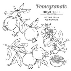 Sticker - pomegranate branches vector set