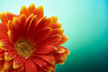 Beautiful Orange Flower Gerbera With Water Drops On Turquoise Abstract Background. Macro Photography Of Gerbera Flower.