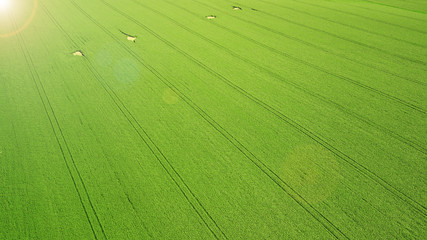 Aerial view. Agriculture green field from above.