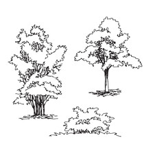 Set Of Hand Drawn Architect Tree And Bushes