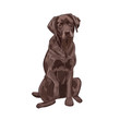 Chocolate labrador sitting and giving a paw. Brown dog isolated on white background. Adorable purebred canine for your design.