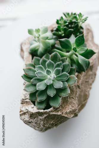 Home Indoor Plants Aloe Cactus Succulent Plant Small Plants On