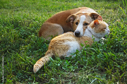 Plakat Pies i kot leżą razem