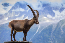 Ibex, Range Of Mont Blanc, France