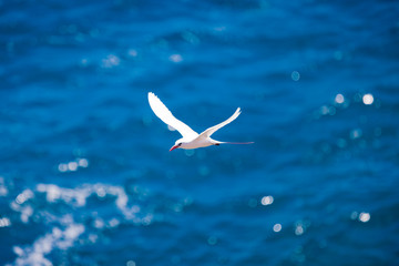 Tropic Bird over the Ocean