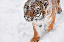 Close Up Portrait Of Siberian Tiger In Winter Snow