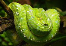 Green Tree Python Profile Portrait Close Up