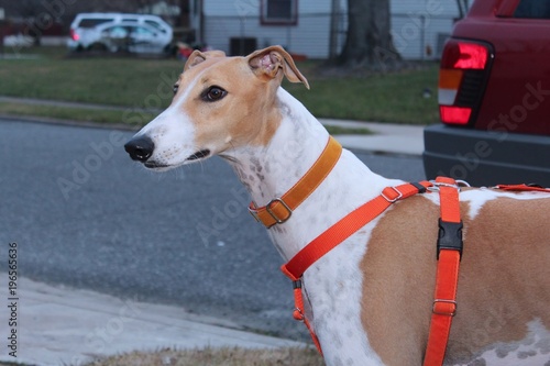Tan And White Greyhound Dog Stock Photo Adobe Stock 645 x 380 jpeg 49 kb. https stock adobe com images tan and white greyhound dog 196565636 start checkout 1 content id 196565636