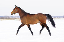Brown Horse With A Clipped Out Coat Walking Outdoors On A Snow In Winter
