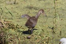 Limpkin Chick Testing Its Wings In The Flora Filled Marsh