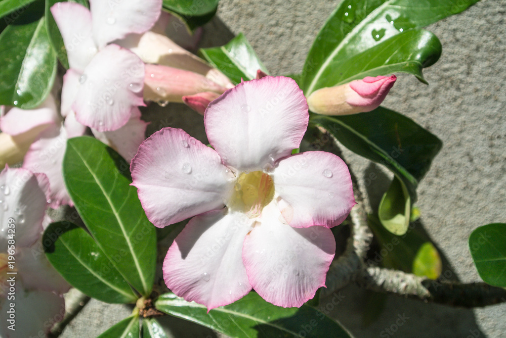 Adenium obesum is one of the most popular species of plants in Thailand ...