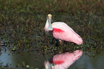 Wall Mural - Roseatte spoonbill feeding and preening in the flora filled marsh water