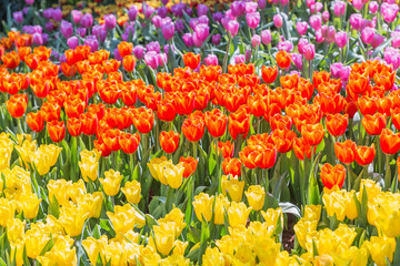 Wall Mural - Tulip flower with green leaf background in tulip field at winter or spring day for postcard beauty decoration and agriculture concept design.