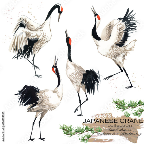 Fototapety żurawie  japonski-zuraw-recznie-rysowane-zestaw-ilustracji-akwareli