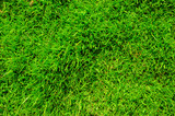 Fototapeta  - Focus on the surface of the lawn green, Green lawn, backyard for background
