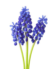 Wall Mural - Three flowers of  Grape Hyacinth isolated on white background.