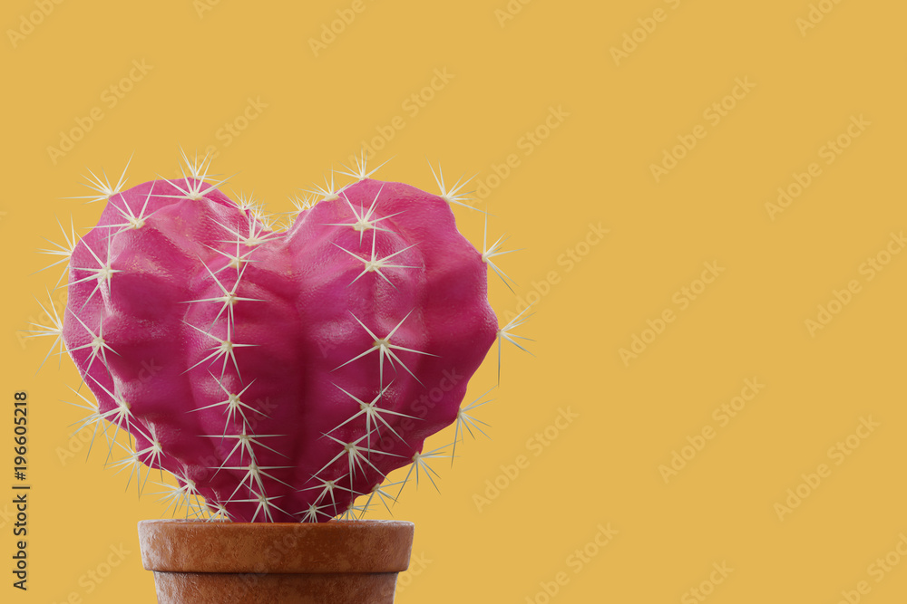 phallus cactus Trichocereus Bridgesii Monstrose | Long Form | Type A