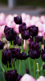 Fototapeta Tulipany - Тюльпаны в парке