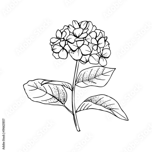 Hand Drawn Hydrangea Flower Drawing Line Art Vector Illustration And Clip Art On White Backgrounds Idea For Business Visit Card Typography Vector Print For T Shirt Buy This Stock Vector And Explore Similar Vectors At Adobe Stock,Philippine Flag Sketchup