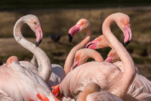 Flamingos Im Park