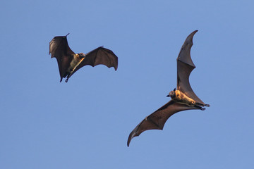 Two Indian flying fox bat on the sky,  Pteropus, giganteus