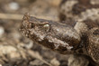 Long-nosed viper - Vipera ammodytes
