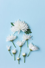 Wall Mural - white chrysanthemum on blue background with copy space for text in top view