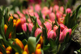 Fototapeta Tulipany - Beautiful bouquets of yellow and pink tulips
