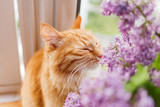 Fototapeta Koty - Cute ginger cat smelling a bouquet of lilac flowers. Fluffy pet frowning with pleasure. Cozy spring morning at home.