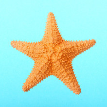 The Caribbean Starfish ( Oreaster Reticulatus ). Sea Life Isolated On Blue Background.