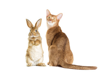 Wall Mural - cat and rabbit together on a white background